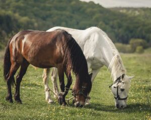 Sois cavalos no pasto de cabeça inclinada sobre o pasto se alimentando. Nutrição balanceada para Equinos.