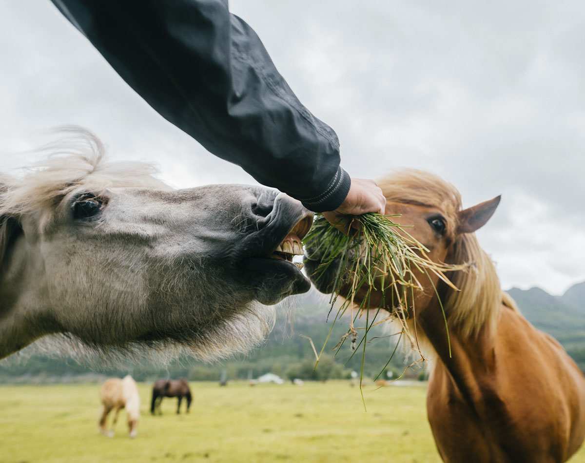 Close em dois cavalos sendo alimentados por um braço de pessoa que segura feno.